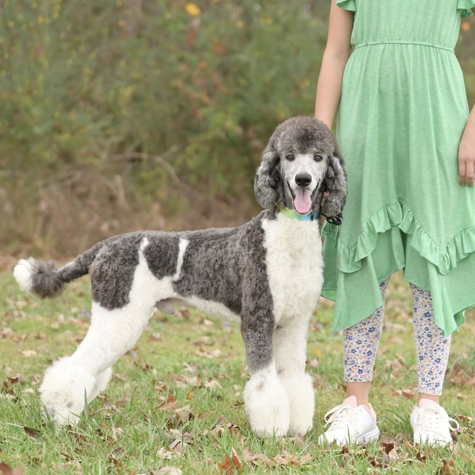 A parti standard poodle with a young friend